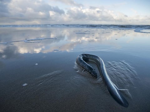 Dead eel washed up on a beach during a fall storm over the North Sea. Photo: Sjo / iStock