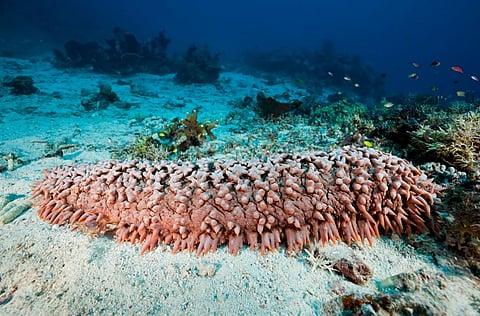 Pineapple Sea Cucumber of the Thelenota genus in the Komodo National Park, Indonesia. COP19 decided to include three species of the genus in the AppendixII of CITES. Photo: iStock  