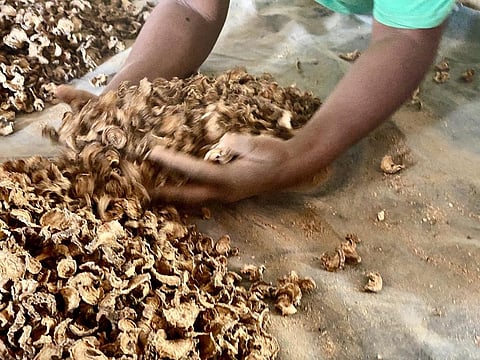 Another bio-resource that the communities in Namibia benefit from is the devil’s claw, a herb widely used as medicine for treating arthritis, reducing pain and fever and stimulating digestion. Photo: iStock.