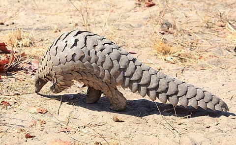 The pangolin is considered to be the most trafficked animal in the world. Photo: iStock