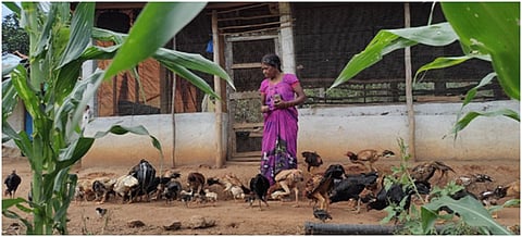 Marri Jame from Chinasangham village, Alluri Seetharamaraju district in Andhra Pradesh manages her birds through medicines sourced from plants inside the forage area. Photo:  ML Sanyasi Rao