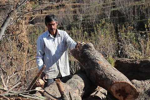 COP19: CITES relaxes restrictions on export of Indian shisham products 