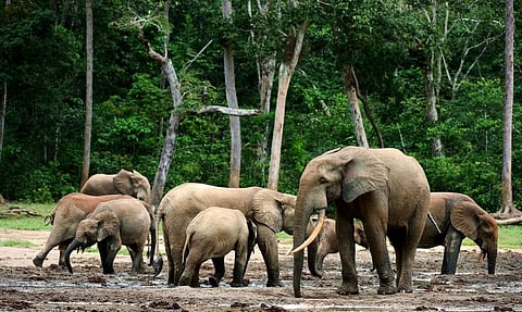 African forest elephants reduce above‐ground carbon through grazing and disturbance. Photo: iStock
