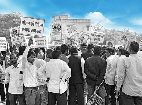 जीएम सरसों पर क्यों छिड़ा है संग्राम