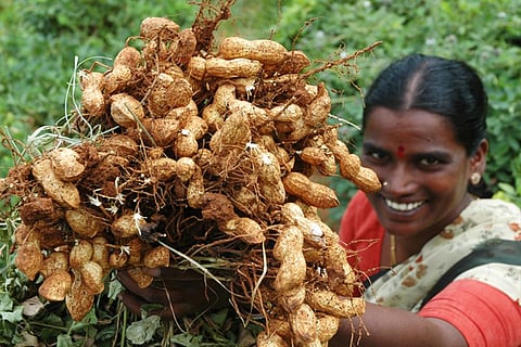 फाइल फोटो: सीएसई