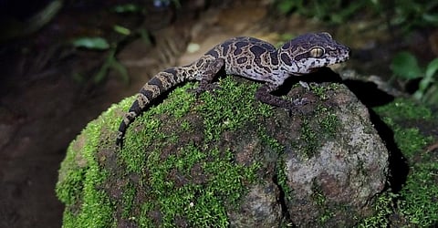 A Jeypore Ground Gecko. Photo: GnanaeswarCh via Wikimedia Commons