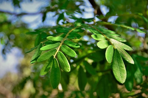 Bows made from this tree are considered to have a combination of features including — resonance, durability, beauty, density, weight. Photo: iStock.
