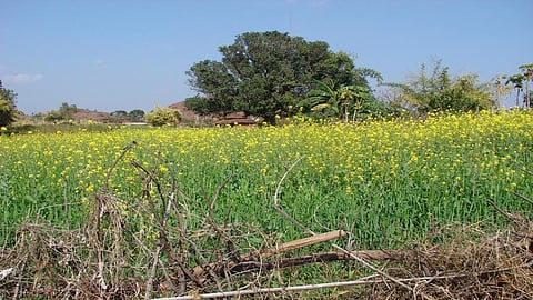 The Genetic Engineering Appraisal Committee, a body of the Union Ministry of Environment, Forest and Climate Change, had recommended the environmental release of the seed for trials, demonstrations and seed productions October 18, 2022. Photo: Supriya Singh.