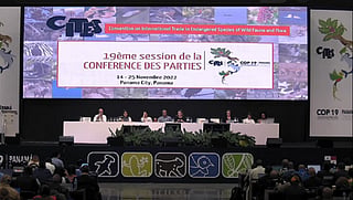 Photo: @CITES / Twitter