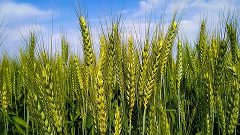 The new gene can make reduced-height wheat varieties without some of the disadvantages associated with the conventional semi-dwarfing genes. Photo: iStock