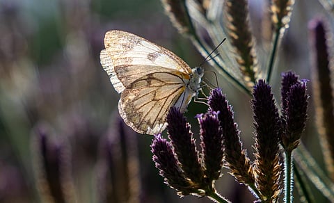 Brown-veined white butterflies migrate annually from the Kalahari region to Mozambique. Instinctively RDH/Shutterstock