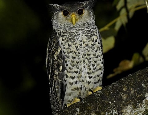 A Spot-bellied Eagle-Owl. Photo: Subhadra Devi