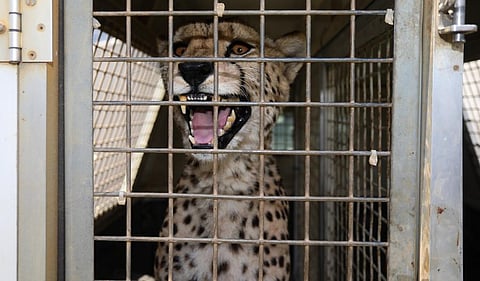 People who buy smuggled cheetahs need to learn that for each cheetah they buy, at least another one dies. Photo: iStock
