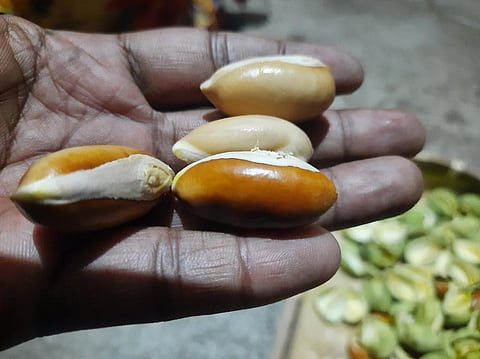 Can mahua seeds provide Adivasis a reliable livelihood? 
