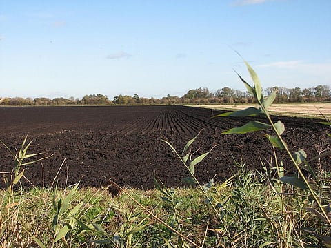 The inherent fertility of black soils make them the food basket for many countries. Photo: Wikimedia Commons