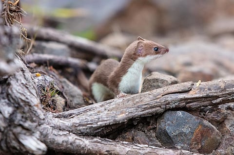 Weasels, not pandas, should be the poster animal for biodiversity loss