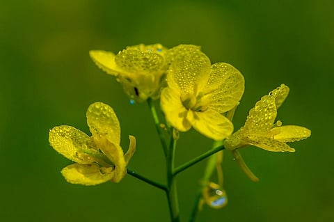 The letter by the doctors urged uprooting of any seeds that have been planted before they reach the flowering stage. Photo: Wikimedia Commons 