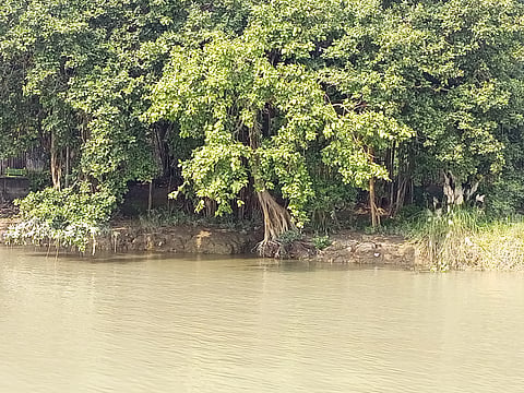 Erosion along the Ganga bank lining Acharya Jagadish Chandra Bose Indian Botanic Garden in Howrah, West Bengal. Photo: Jayanta Basu
