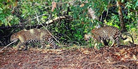 In Brazil’s southern Pantanal region, two males cooperated from 2006-2014. Photo: NHK-JapanBroadcastingGroup 
