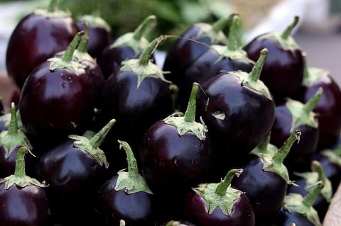 Bt Brinjal’s seed, developed with public-private partnership, was created by accessing six varieties of indigenous brinjal seeds illegally, the PIL had stated. Photo: iStock.
