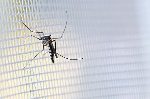 Insecticide-treated bednets are the key vector control tool used by endemic countries. Photo: iStock.