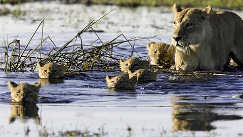The Okavango delta is home to Africa’s Big Five wildlife species: Savanna elephants, Cape buffaloes, rhinos, lions and leopards. Photo: iStock