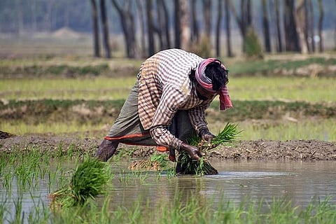 जलवायु परिवर्तन तय करेगा साल में कितनी फसलें होंगी तैयार, भारत पर भी पड़ेगा असर