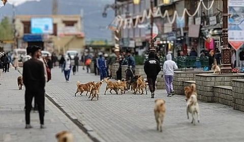 Free-ranging dogs in Leh's main market. Photo: Narendra Patil