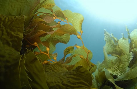 Photo: iStock