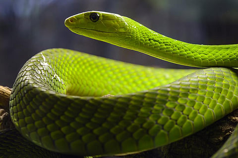 Snakes like the green mamba have been classified by the study. Photo: Wikimedia Commons