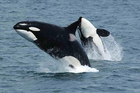 Orcas are found across the world and are also known as killer whales. Photo: Wikimedia Commons