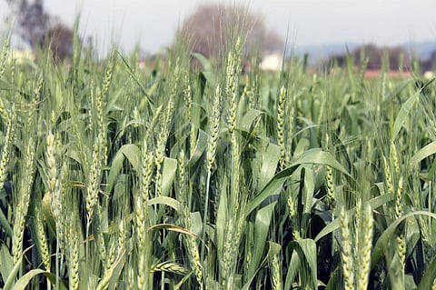 There is not enough moisture and rainfall in northwest and central India, which may affect the Rabi crops. Photo: Wikimedia Commons