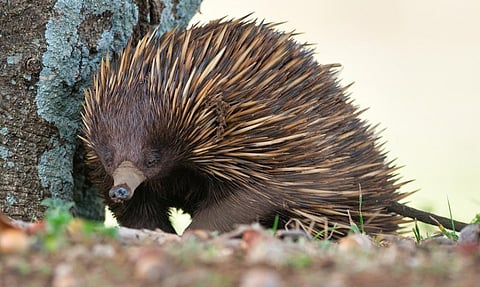 Australia has the highest mammal diversity in the world. Marsupials, placentals and montremes such as the echidna are found here. Photo: iStock