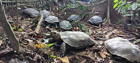 Photo: Turtle Survival Alliance 