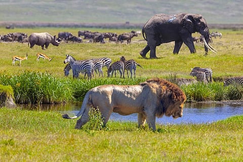 2022 too short, too far: A sixth mass extinction is unfolding