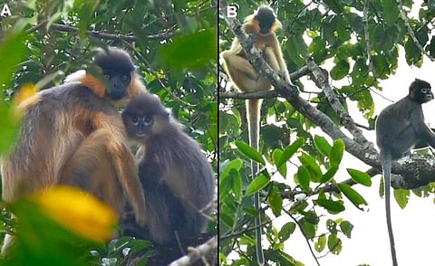 (Left) The hybrid offspring sitting with its capped langur mother; (Right) the probable father (Trachypithecus phayrei) and mother (Trachypithecus pileatus) of the hybrid resting on a tree in a fragmented forest patch of northeast Bangladesh. Photo: Springer Nature