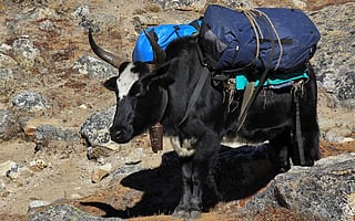A Dzo, a cross between domestic cattle and yaks. Photo: iStock