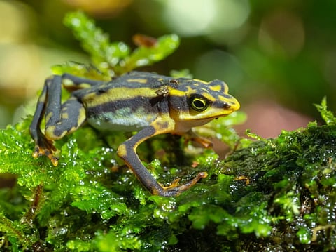 2022 too short, too far: DTE’s top wildlife stories of the year