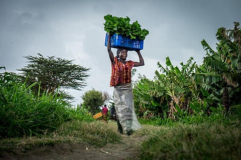 Policymakers must develop more resilient and sustainable food systems, including efficient production and diversity of inputs adapted to the evolution of local agroclimatic conditions, say experts. Photo: iStock
