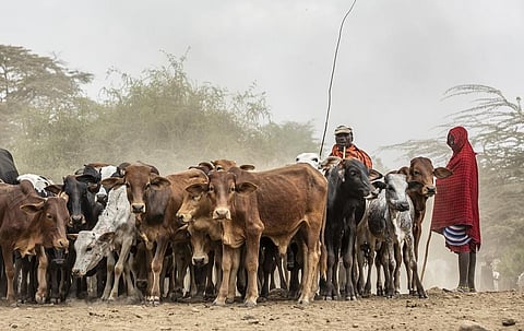 Ethiopia has the largest livestock population in Africa. Photo: iStock.