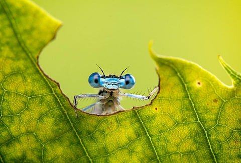 Can this dragonfly feel pain? Photo: Stefan Csontos/Shutterstock