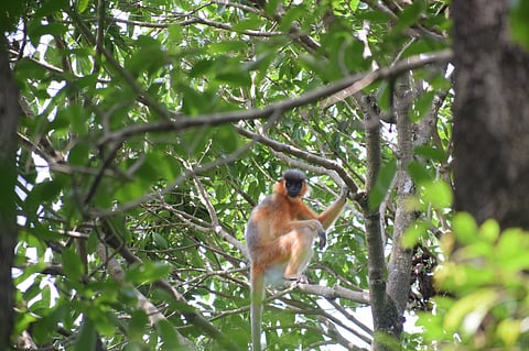 The number of monkeys in the rubber plantation area is much lower than in the nearby forests, the researchers found. Photo: Prasenjit Patari