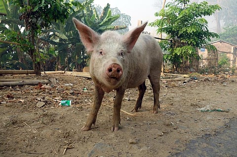Photo: iStock