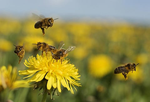 The disease cannot be cured, meaning that the destruction of infected colonies and hives or irradiation of infected material is the only way to manage American foulbrood. Photo: iStock
