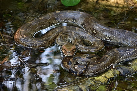 Indian rock python. Photo: Saurav Chaudhary
