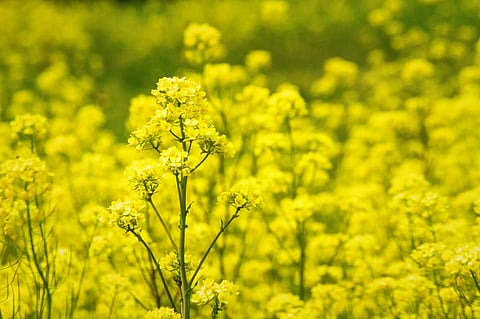 SC rules against commercial sale and release of GM mustard