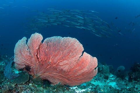 Photo: iStock