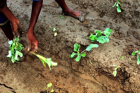 Indigenous organic seeds can boost agricultural productivity, food security and farmer income. Photo: iStock.