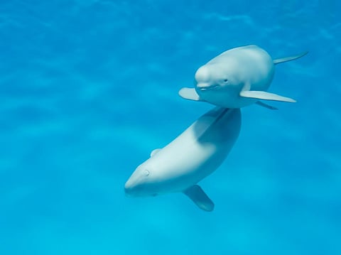 Photo: iStock