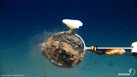 Deep sea sponges and other creatures live on and among valuable manganese nodules like this one that could be mined from the seafloor. Photo: GEOMAR, CC BY
